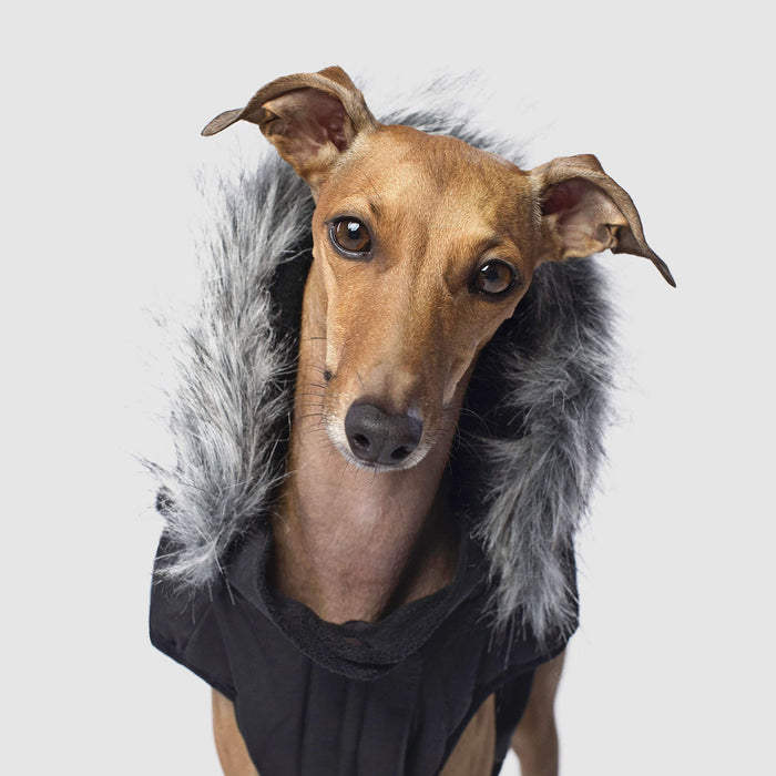 Canada Pooch Everest Explorer Size 26 Black Fleece Lined Insulated Dog Coat